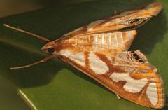 Orphnophanes ankarampotsyalis