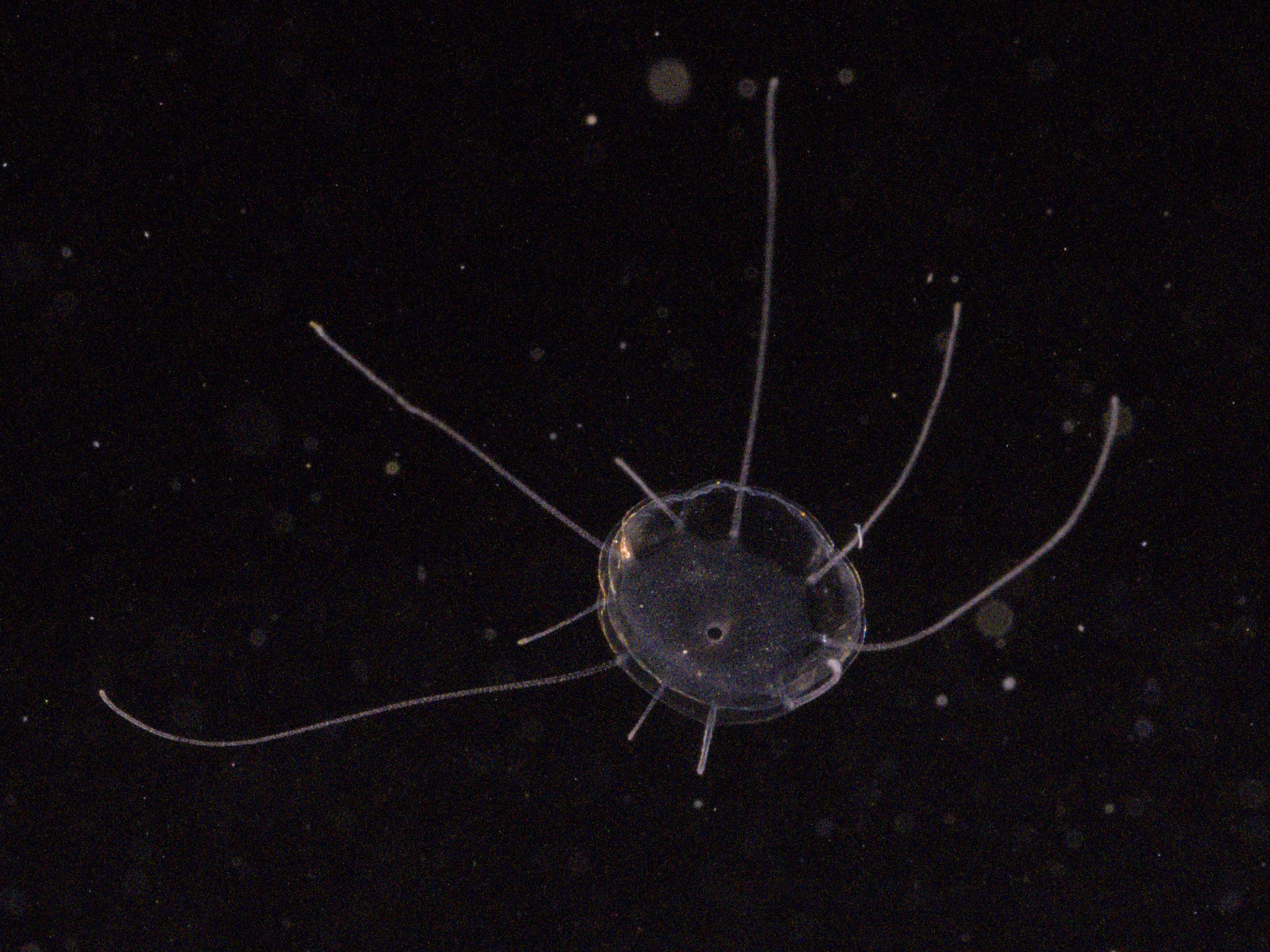 Solmaris corona (Keferstein & Ehlers, 1861)