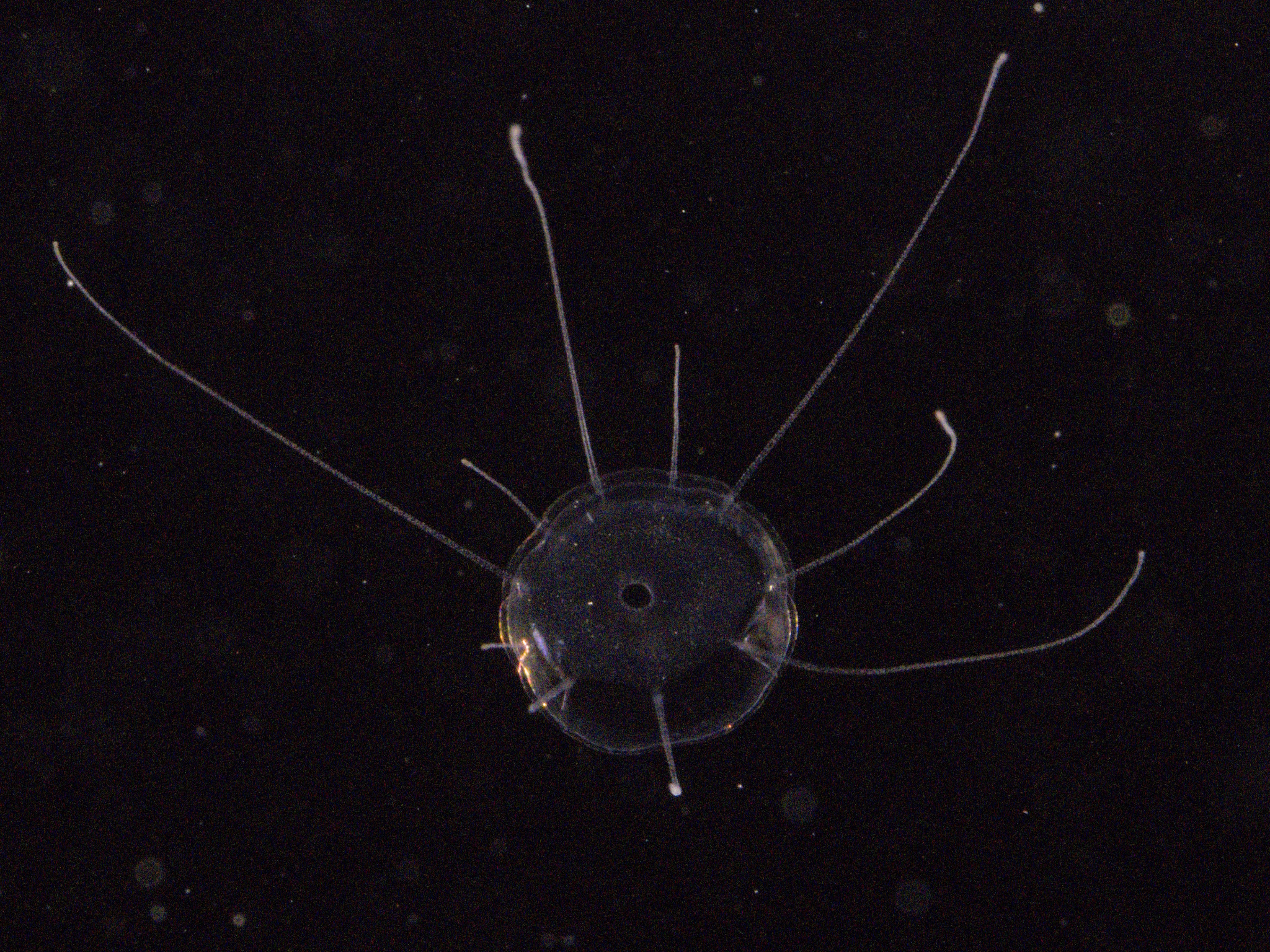 Solmaris corona (Keferstein & Ehlers, 1861)