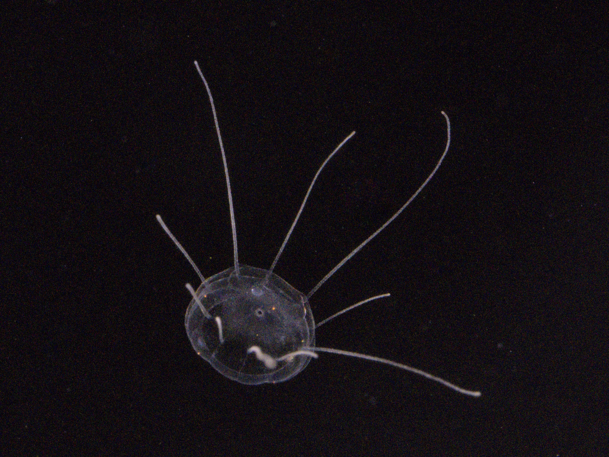 Solmaris corona (Keferstein & Ehlers, 1861)
