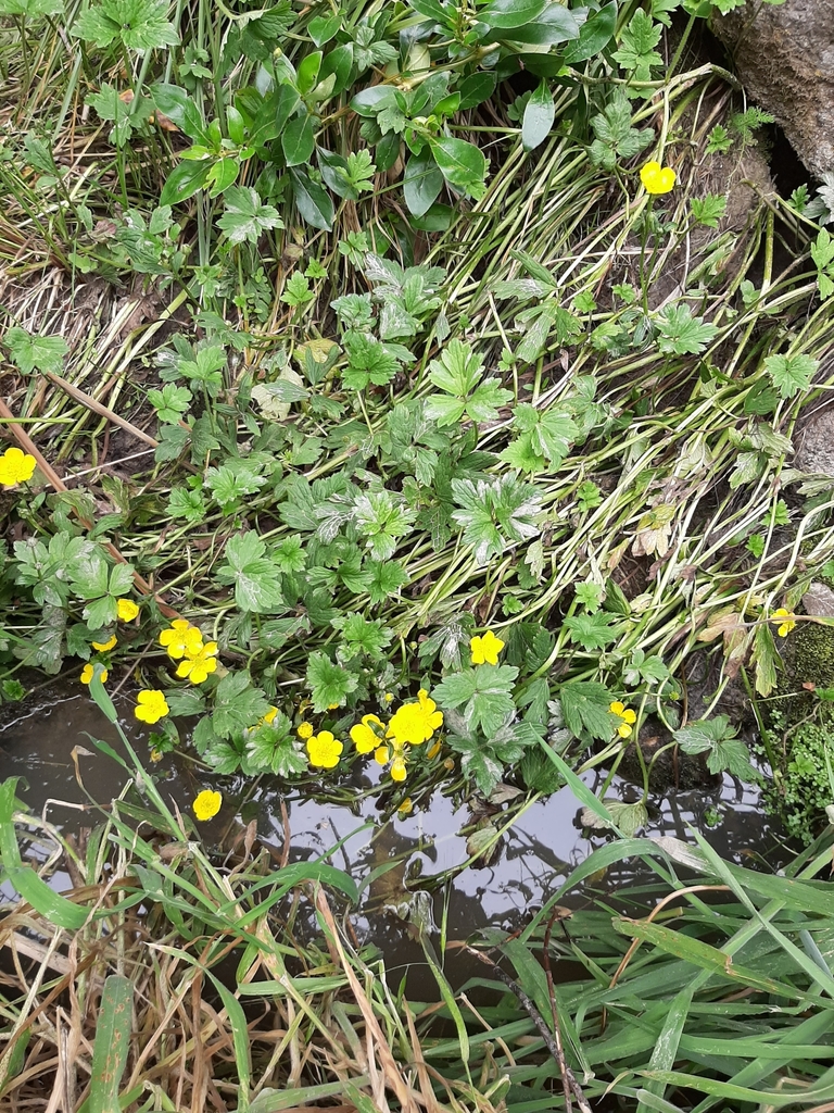 Creeping buttercup from Mount Pleasant, Christchurch 8081, New Zealand ...