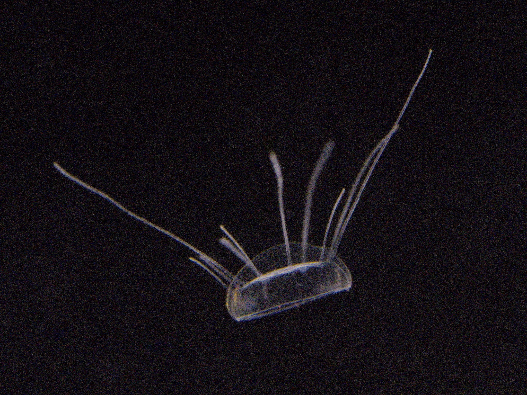 Solmaris corona (Keferstein & Ehlers, 1861)
