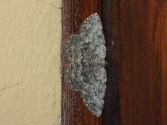 Charissa glaucinaria