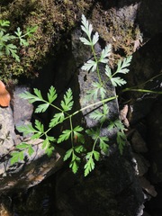 Conioselinum