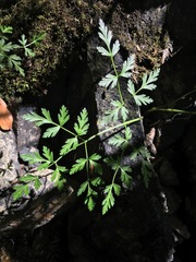Conioselinum
