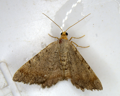 Macaria transitaria