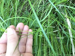 Galium trifidum trifidum