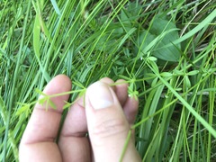 Galium trifidum trifidum