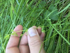Galium trifidum trifidum