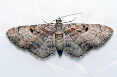 Eupithecia mutata