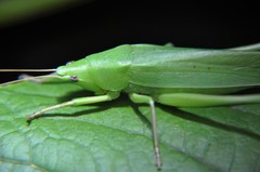 Neoconocephalus affinis