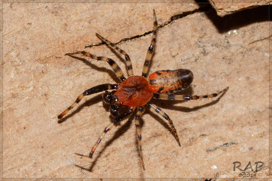 Alpaida gallardoi