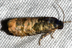 Epiblema obfuscana
