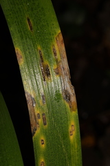 Puccinia iridis