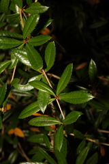 Berberis glaucocarpa