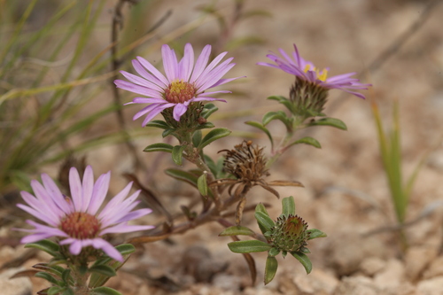 Texas Ground-Daisy (Townsendia texensis)