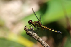 Erythrodiplax kimminsi