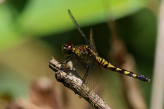 Erythrodiplax kimminsi