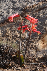 Zephyranthes graciliflora