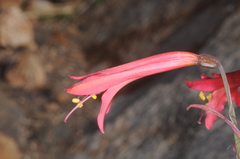 Zephyranthes graciliflora