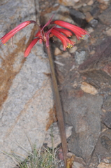 Zephyranthes graciliflora