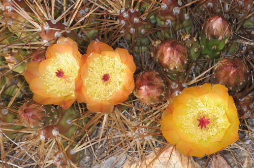 Maihueniopsis darwinii
