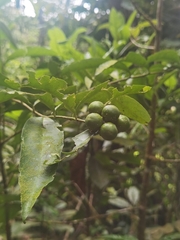 Brunfelsia grandiflora