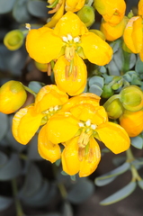 Senna arnottiana