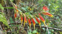 Castilleja integrifolia