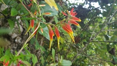 Castilleja integrifolia