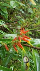 Castilleja integrifolia