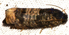 Epiblema obfuscana