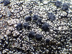 Lecanora gangaleoides