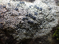 Lecanora gangaleoides
