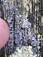 Pseudothelomma occidentale