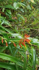 Castilleja integrifolia