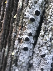 Pseudothelomma occidentale