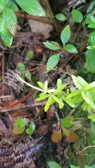 Peperomia leptophylla