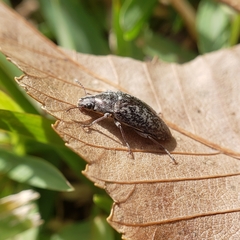 Pechalius dentiger