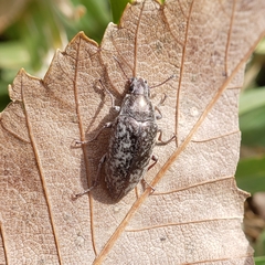 Pechalius dentiger