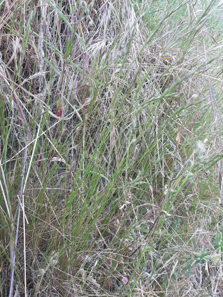 Wallaby grasses from Mount Pleasant, Christchurch 8081, New Zealand on