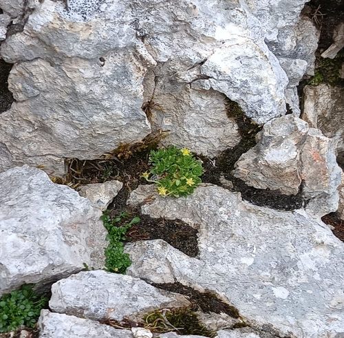 Leafless Saxifrage (Saxifraga aphylla)