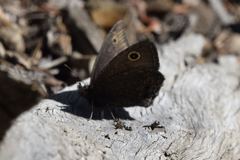 Cercyonis oetus