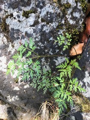 Conioselinum