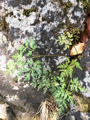 Conioselinum
