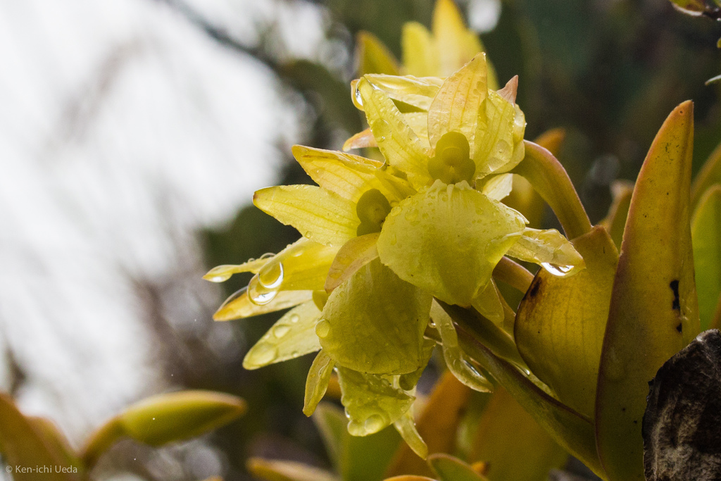 Epidendrum scutella