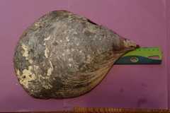 Atrina vexillum