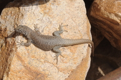 Liolaemus austromendocinus