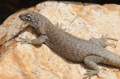 Liolaemus austromendocinus