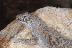 Liolaemus austromendocinus